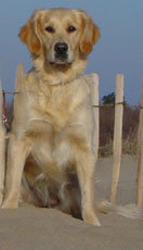 TR. Roxy de la Source de L'Avy - Trés Bon