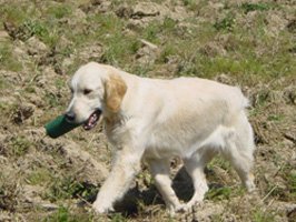 Tiase Du mazage de mascayenne - TAN