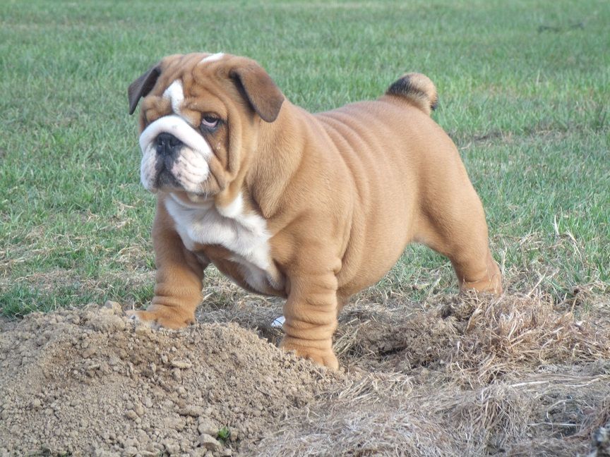 Publication : Du clos sara Auteur : du clos sara