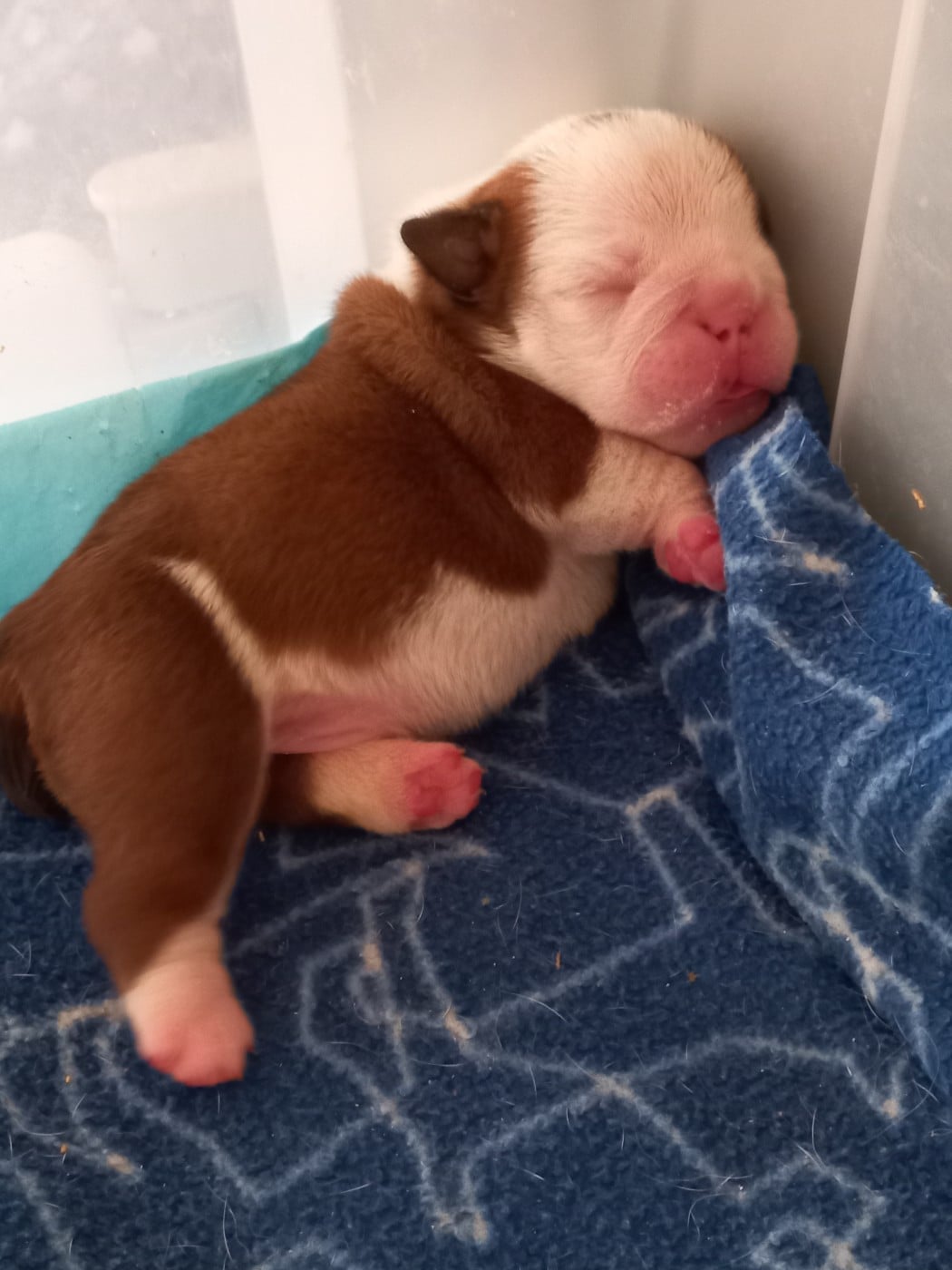 CHIOT 1 - Bulldog Anglais
