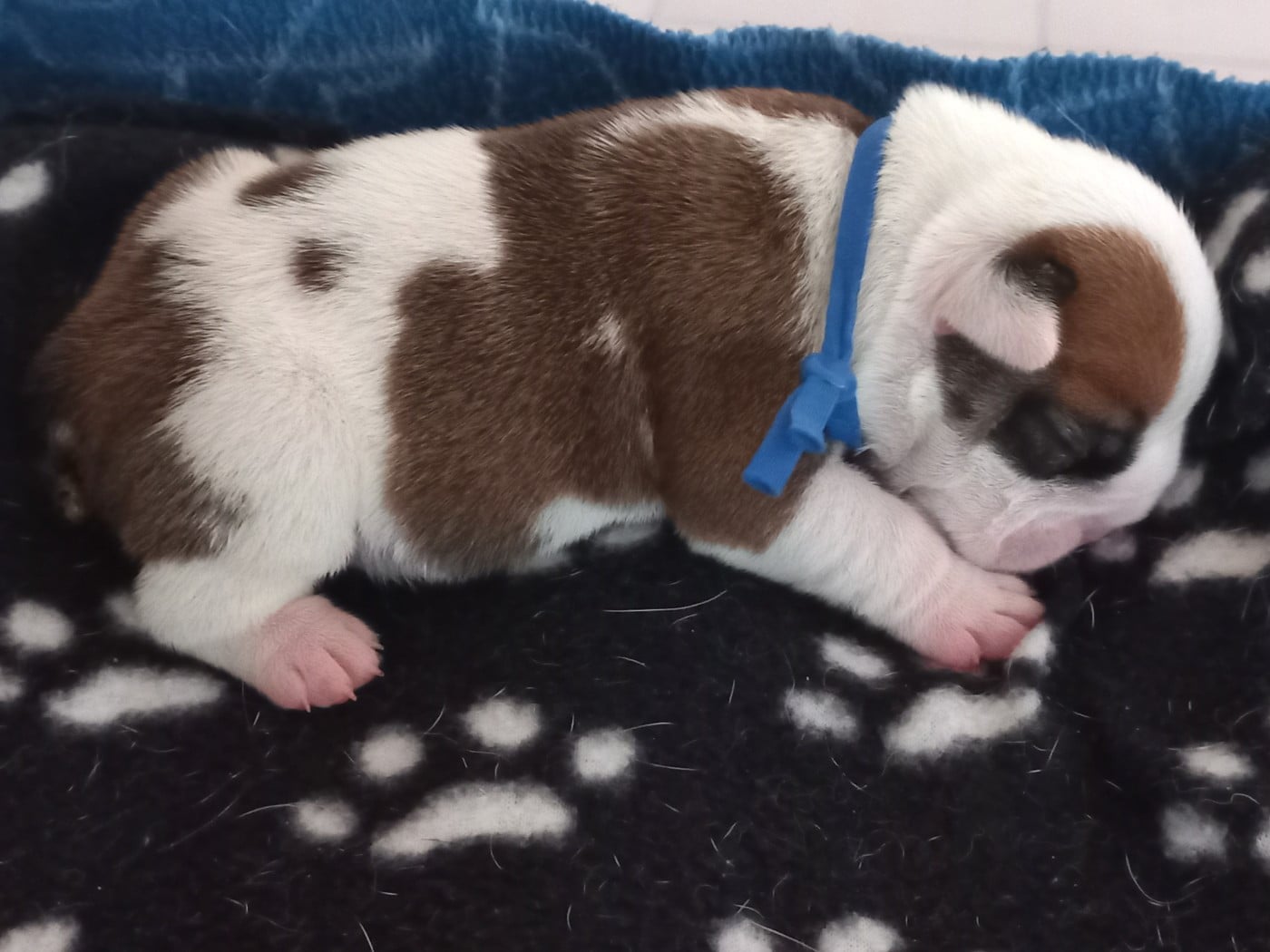 CHIOT 3 - Bulldog Anglais