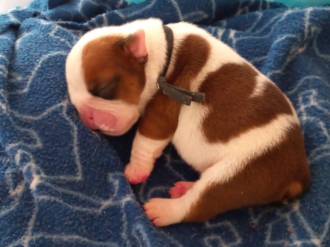 CHIOT 6 - Bulldog Anglais