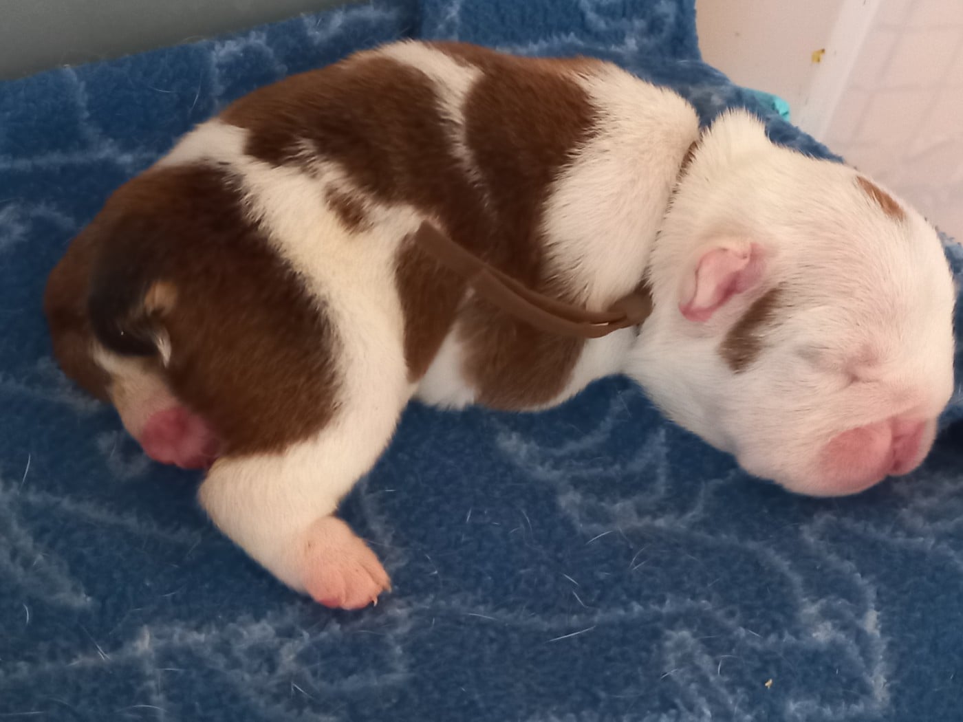 CHIOT 7 - Bulldog Anglais