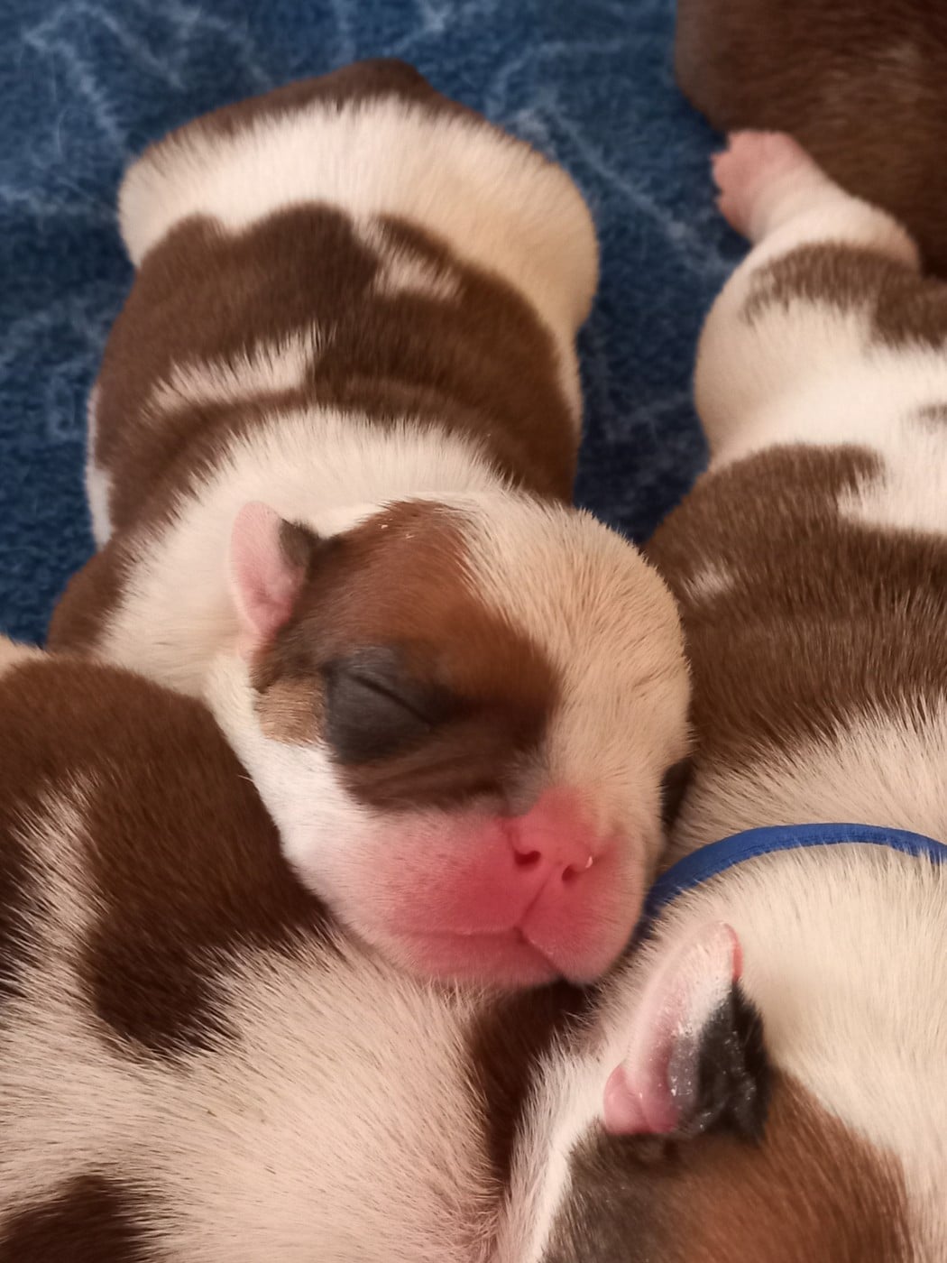 CHIOT 8 - Bulldog Anglais