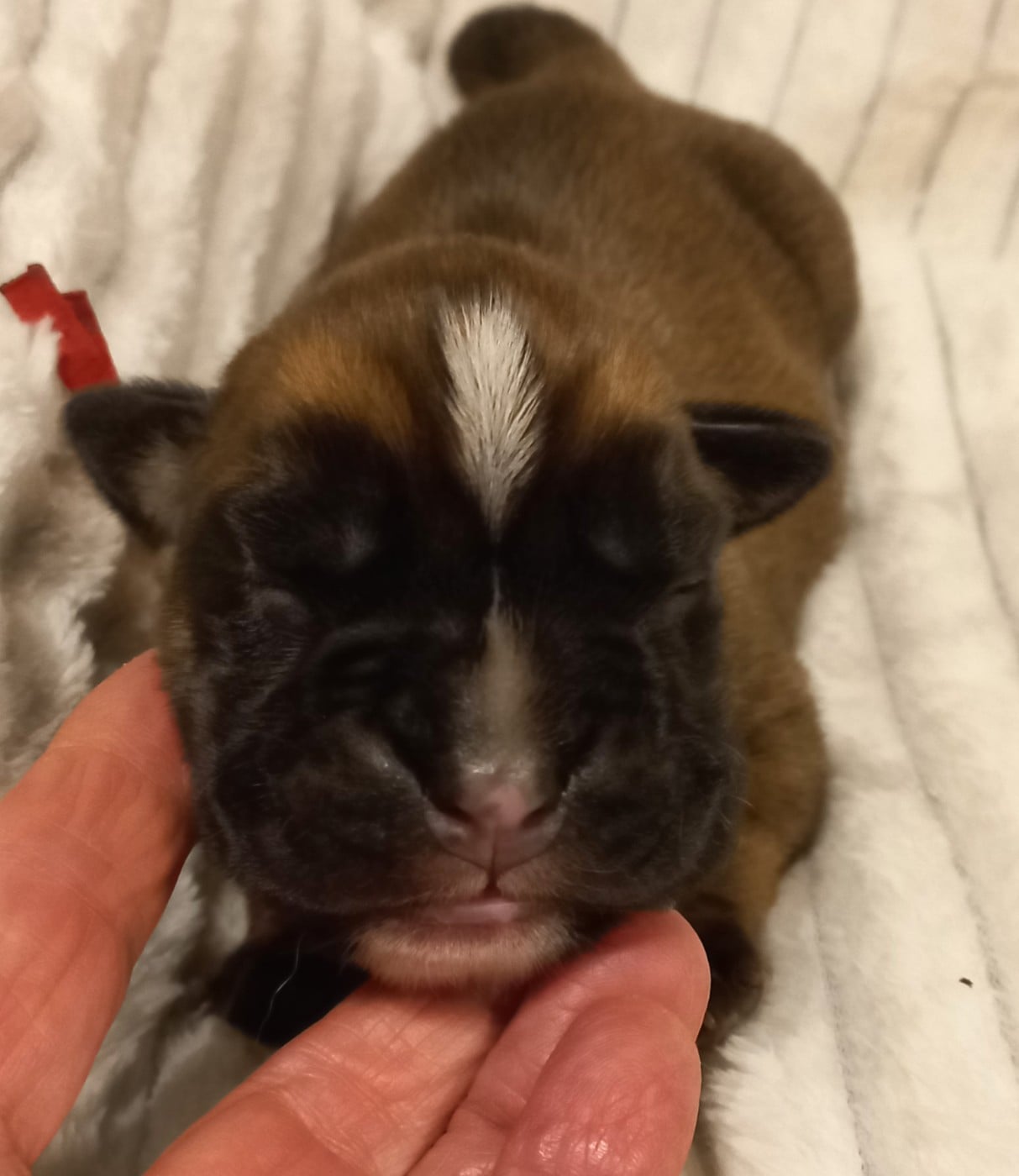 CHIOT 2