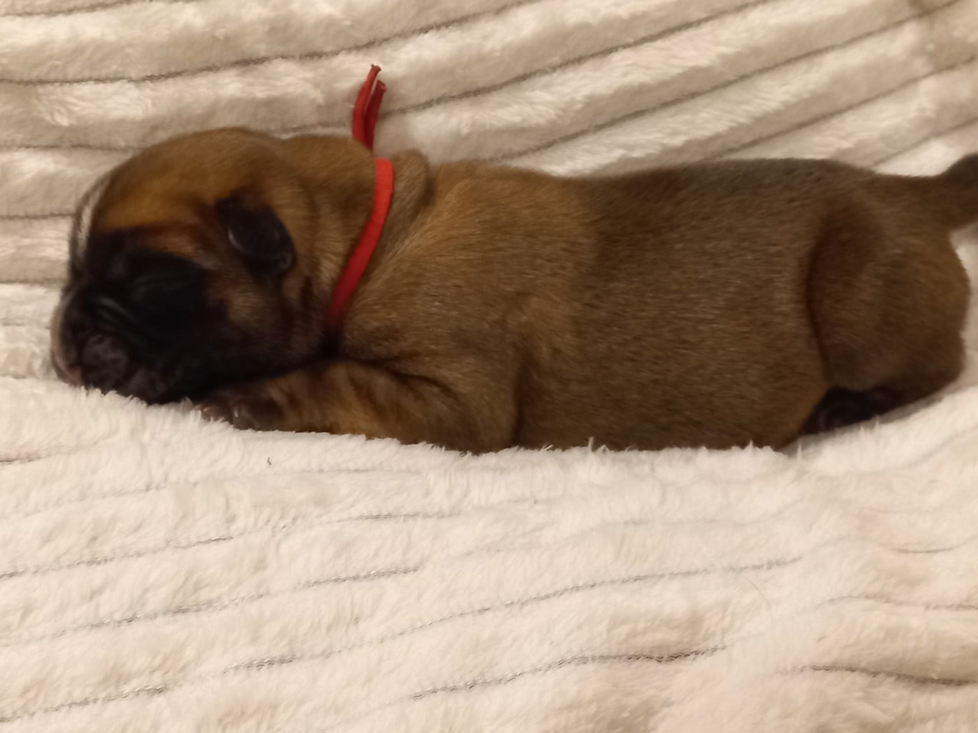 CHIOT 2