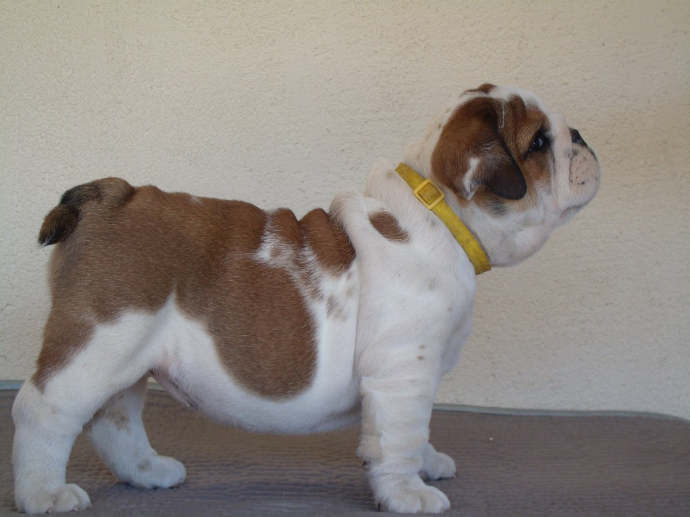 CHIOT 2