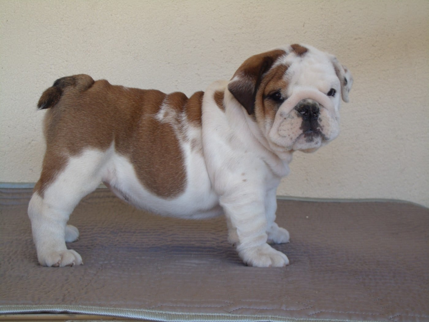 CHIOT 2