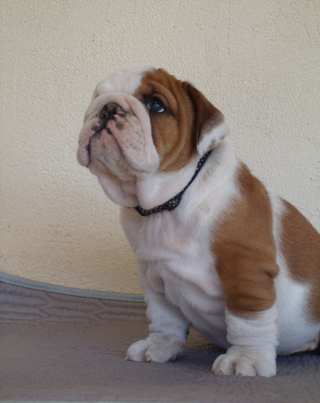 CHIOT 6