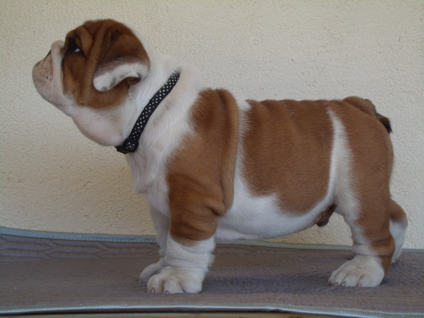 CHIOT 6