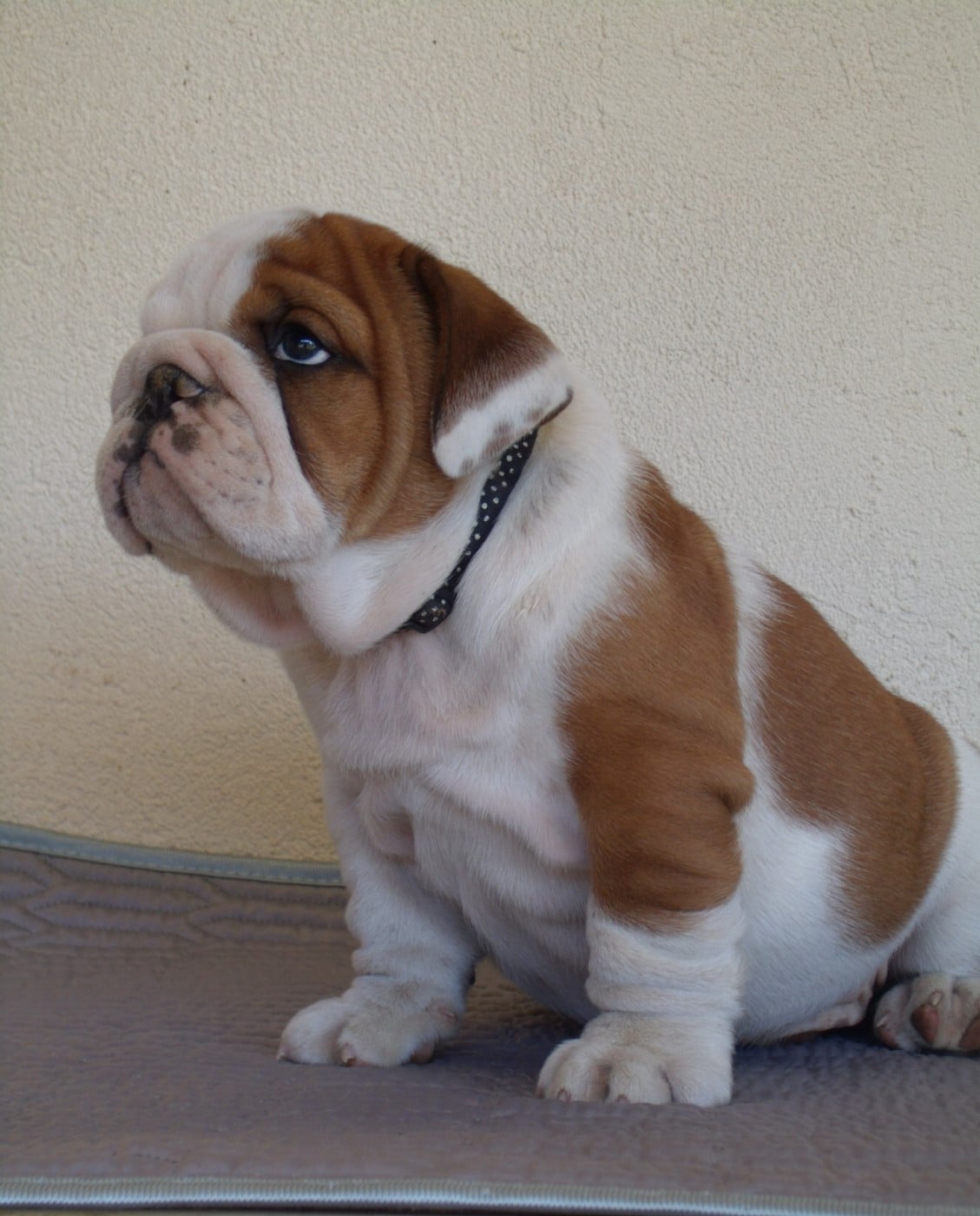 CHIOT 6