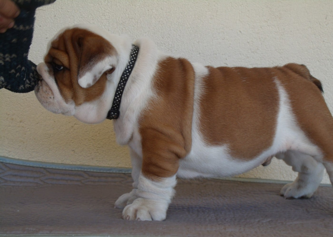 CHIOT 6