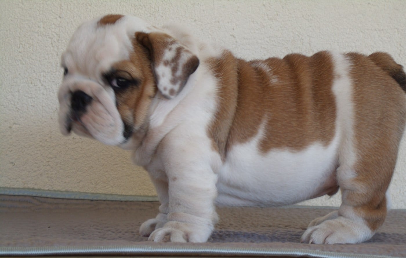 CHIOT 7