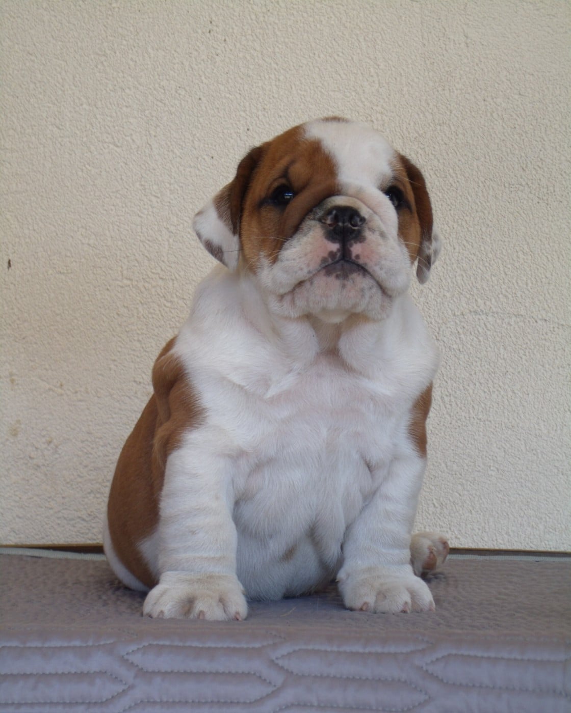 CHIOT 8