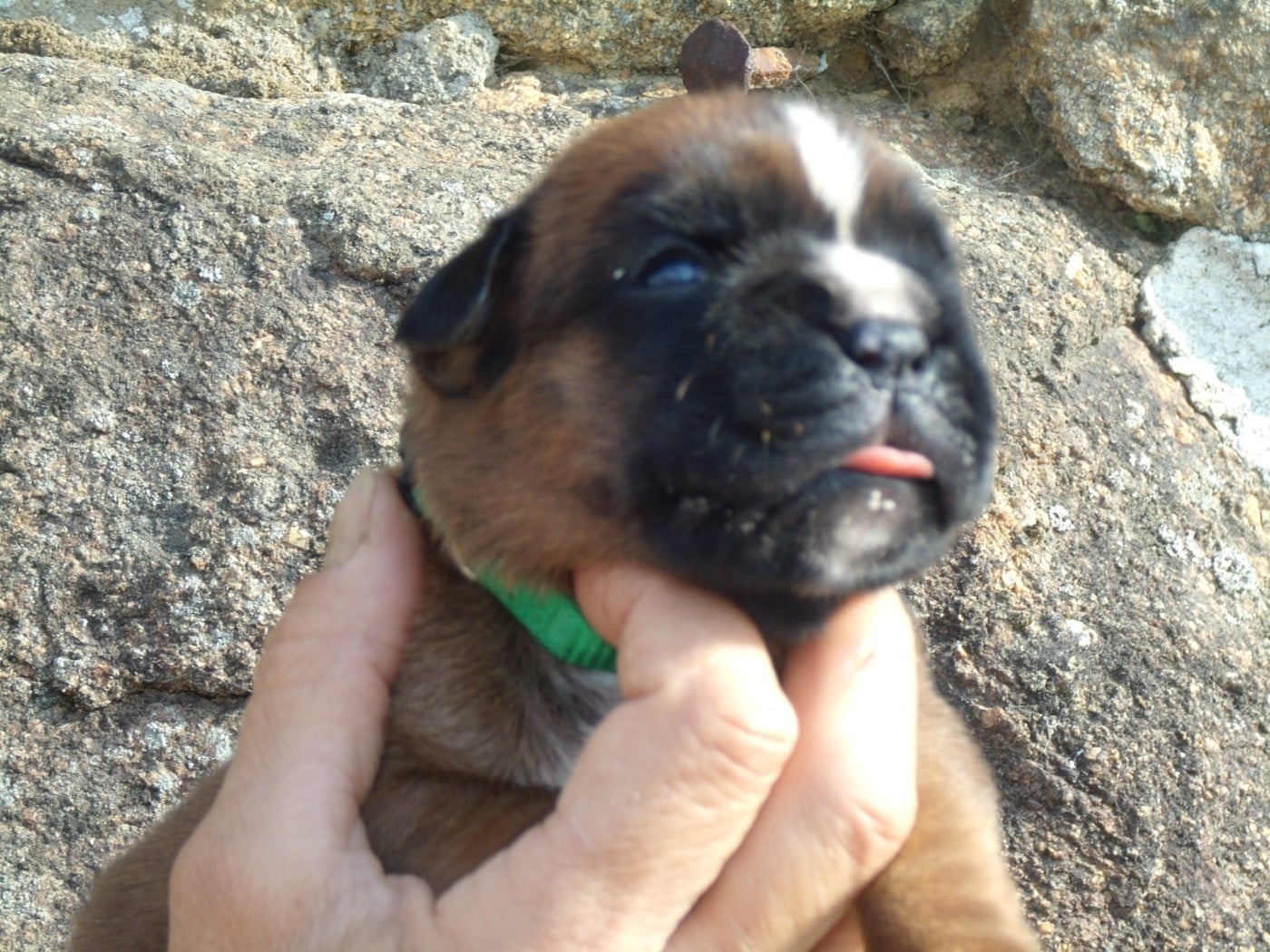 CHIOT 4