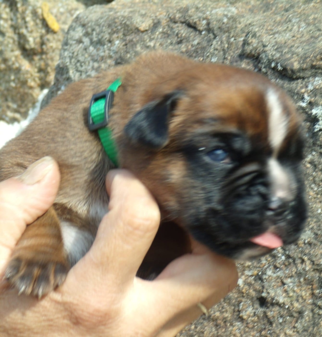 CHIOT 4