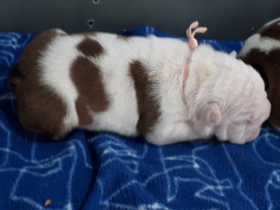 Les chiots de Bulldog Anglais