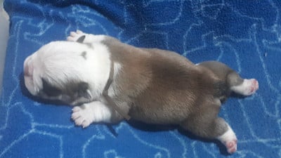 Les chiots de Bulldog Anglais