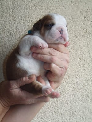 Les chiots de Bulldog Anglais
