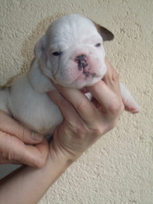 Les chiots de Bulldog Anglais