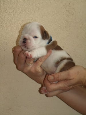 Les chiots de Bulldog Anglais