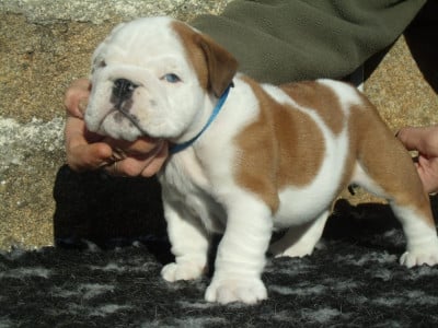 Les chiots de Bulldog Anglais