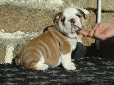 Les chiots de Bulldog Anglais
