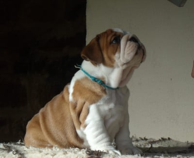 Les chiots de Bulldog Anglais