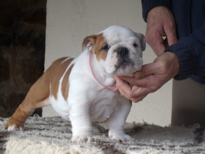 Les chiots de Bulldog Anglais