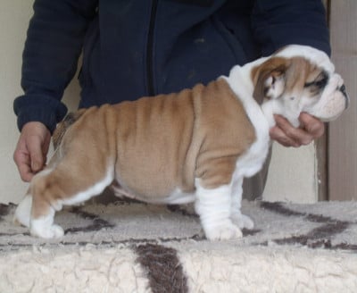 Les chiots de Bulldog Anglais
