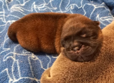 Les chiots de Chow Chow