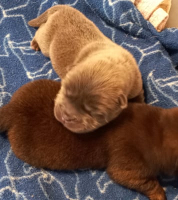 Les chiots de Chow Chow