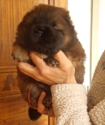 Les chiots de Chow Chow