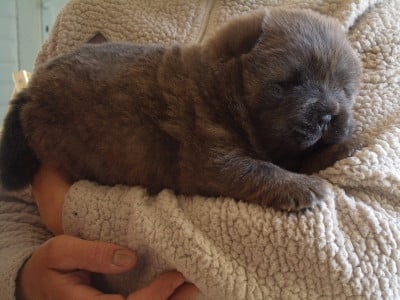 Les chiots de Chow Chow