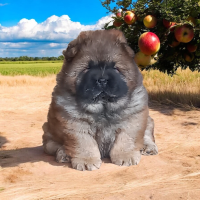 Les chiots de Chow Chow