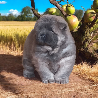 Les chiots de Chow Chow