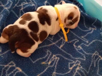 Les chiots de Bulldog Anglais