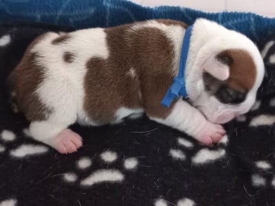 Les chiots de Bulldog Anglais