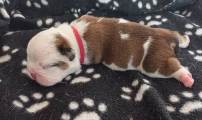 Les chiots de Bulldog Anglais