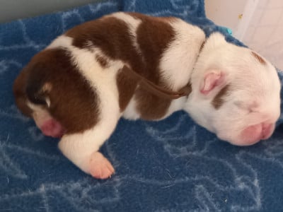 Les chiots de Bulldog Anglais