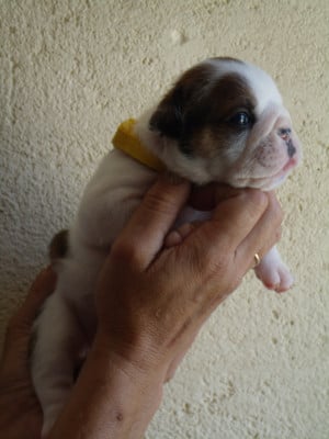 Les chiots de Bulldog Anglais