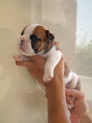Les chiots de Bulldog Anglais