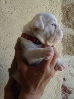 Les chiots de Bulldog Anglais