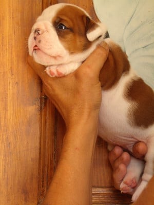 Les chiots de Bulldog Anglais