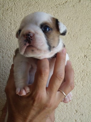 Les chiots de Bulldog Anglais