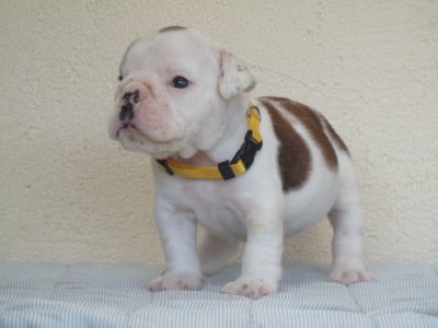 Les chiots de Bulldog Anglais