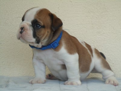 Les chiots de Bulldog Anglais