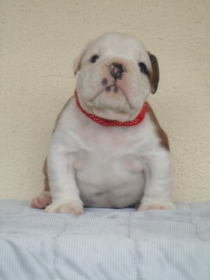 Les chiots de Bulldog Anglais