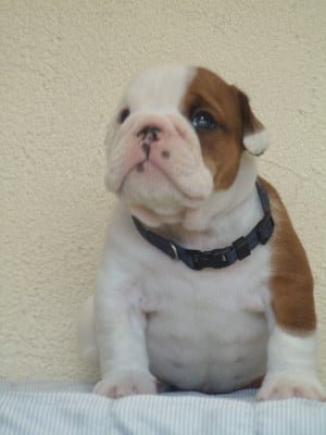 Les chiots de Bulldog Anglais