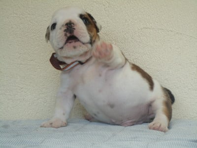 Les chiots de Bulldog Anglais
